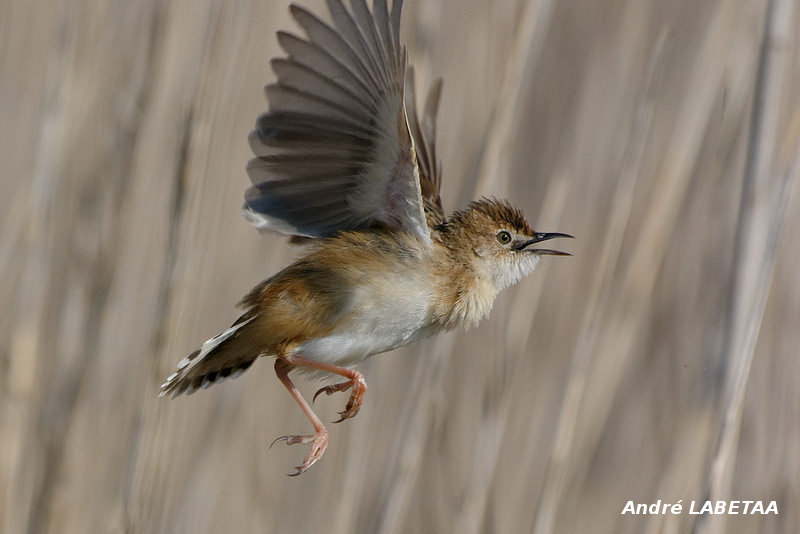 Cisticole des joncs.jpg